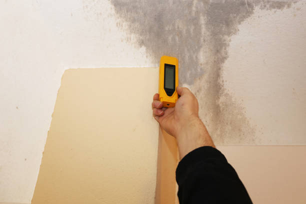 Best Water Damage & Mold Remediation  in Kealakekua, HI