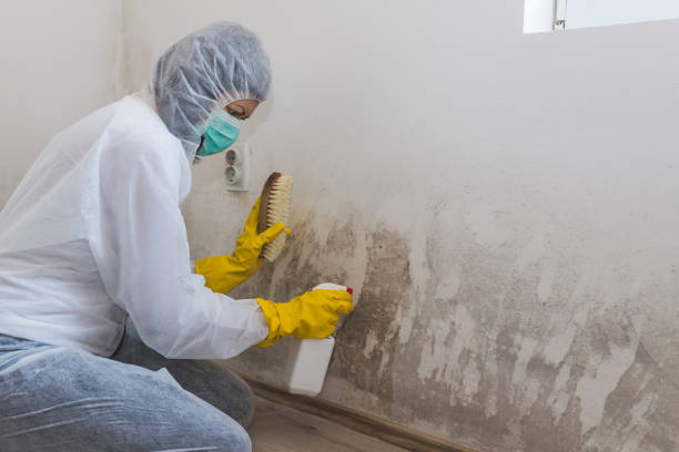 Best Attic Mold Removal  in Kealakekua, HI